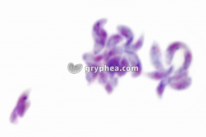 Toxoplasmes x800 - gryphea.org